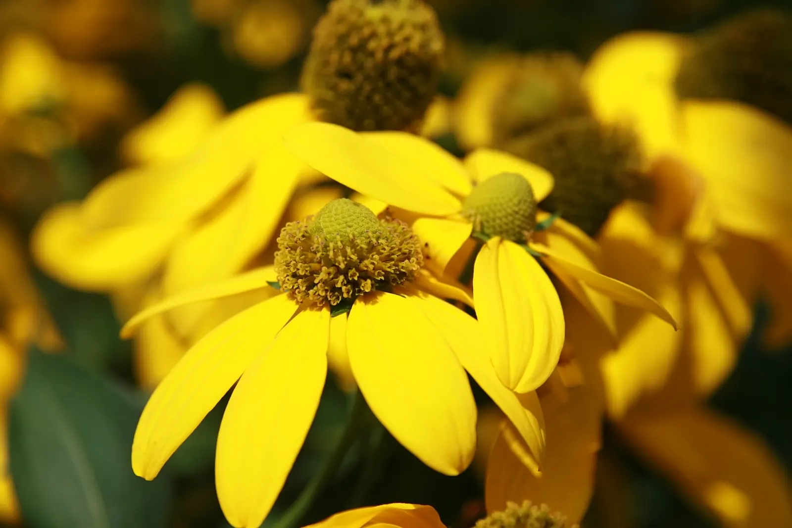 Black-Eyed Susan (Rudbeckia Nitida 'Herbstonne') — commonly referred to as 'Autumn Sun,' stands at an impressive height