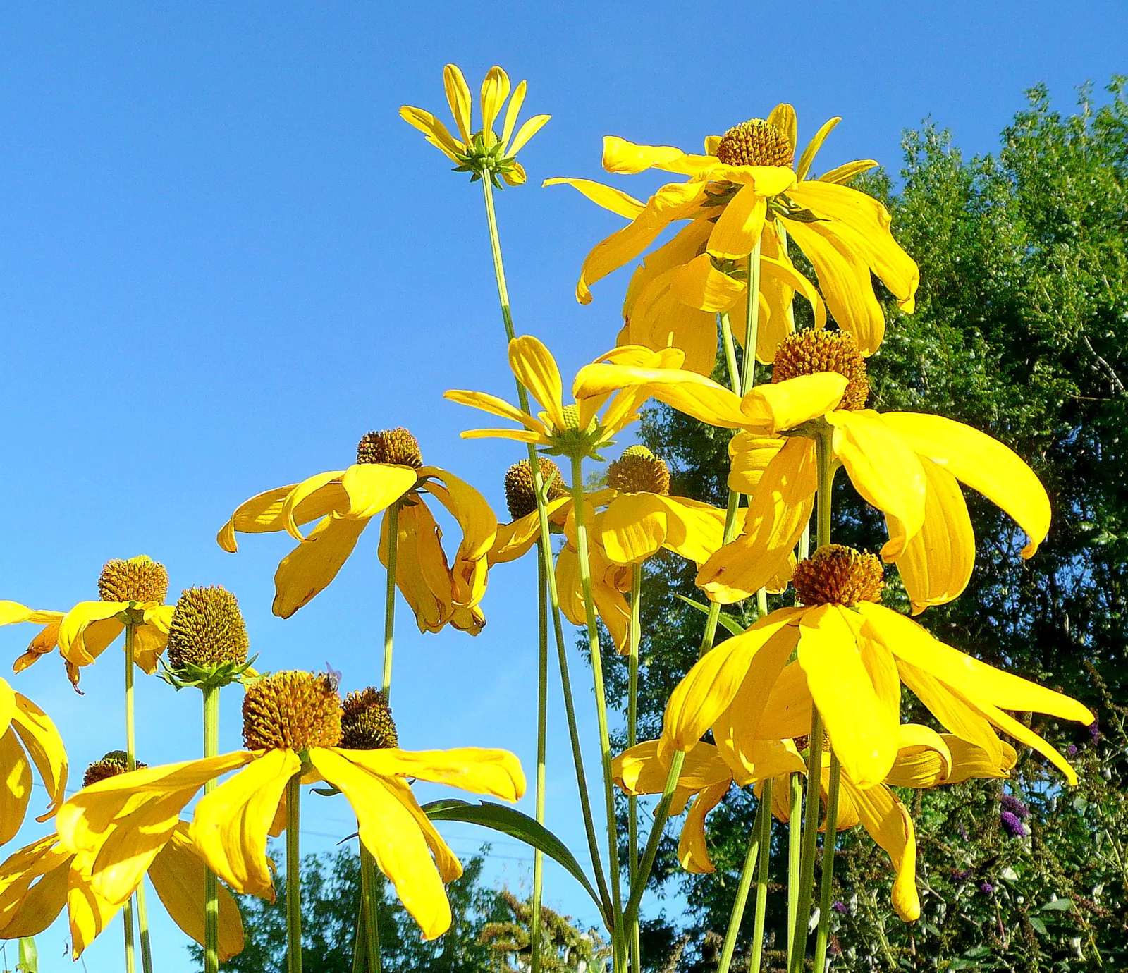 Black-Eyed Susan (Rudbeckia Nitida 'Herbstonne') — Flourishing in full sun to part shade, it reaches 4-7 ft in height and spans 1.5-3 ft wide