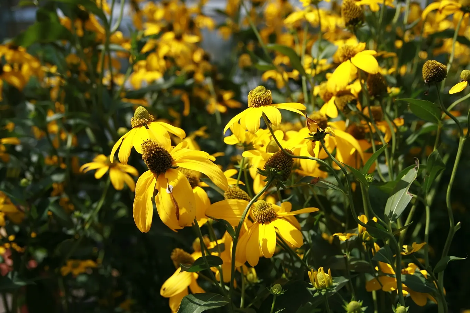 Black-Eyed Susan (Rudbeckia Nitida 'Herbstonne') — is a striking perennial displaying bright yellow petals with a prominent green cone
