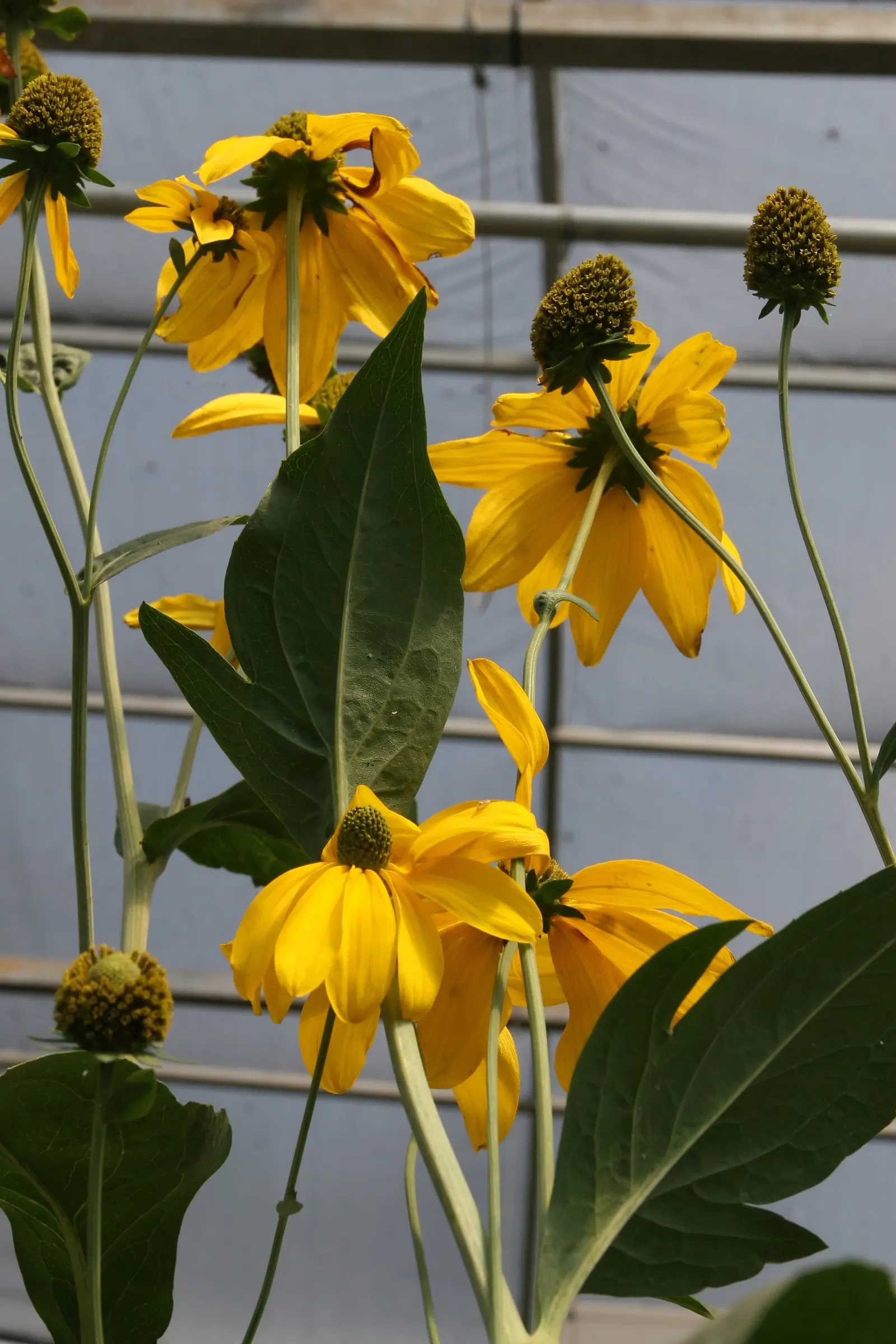 Black-Eyed Susan (Rudbeckia Nitida 'Herbstonne') — adding bursts of color to borders and wildflower gardens