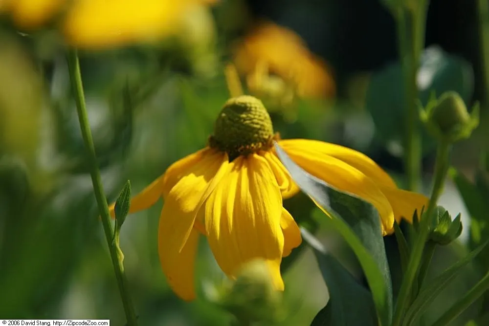 Black-Eyed Susan (Rudbeckia Nitida 'Herbstonne') — Hardy in zones 4-9, it tolerates most soil types if well-drained