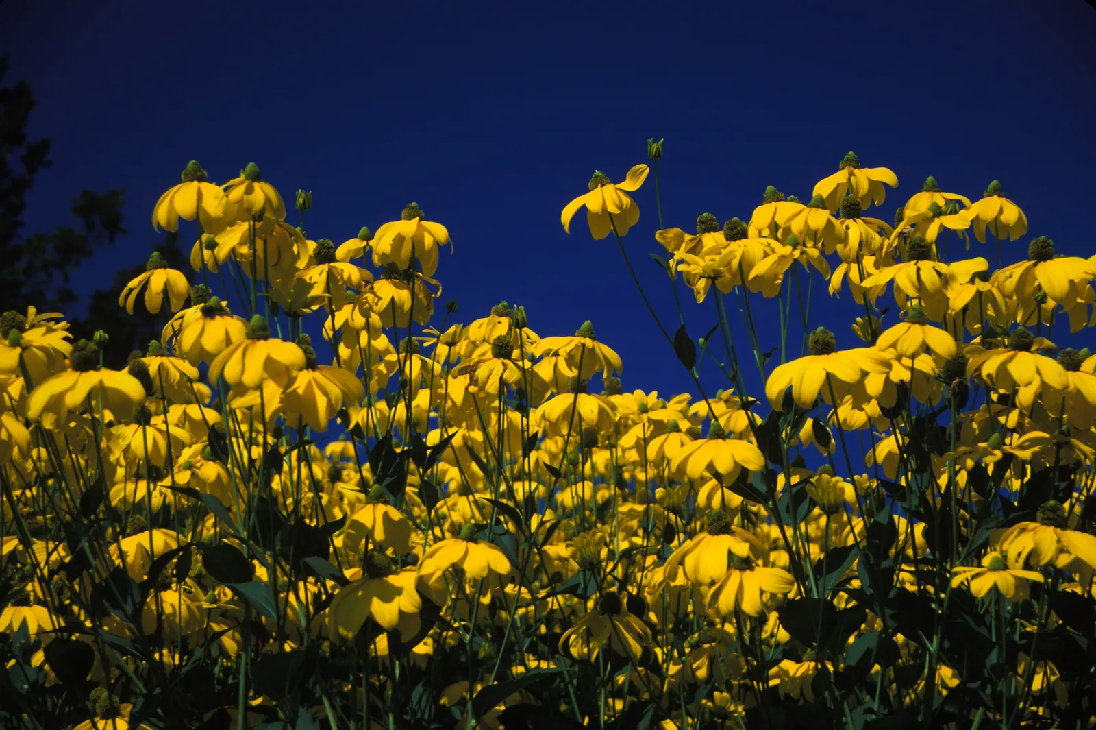 Black-Eyed Susan (Rudbeckia Nitida 'Herbstonne') — or Rudbeckia nitida 'Herbstsonne'