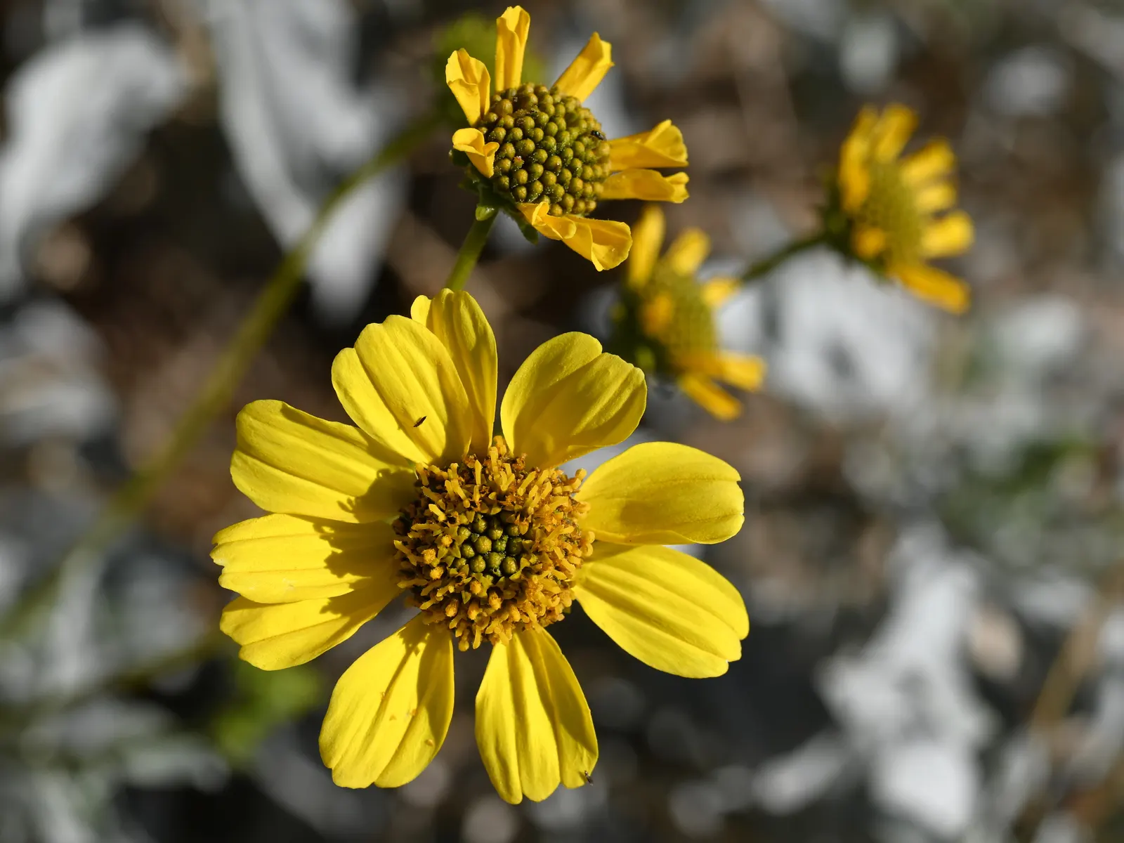 Desert Encelia (Encelia Farinosa) — desert-inspired landscape; the Desert Encelia (Encelia farinosa)