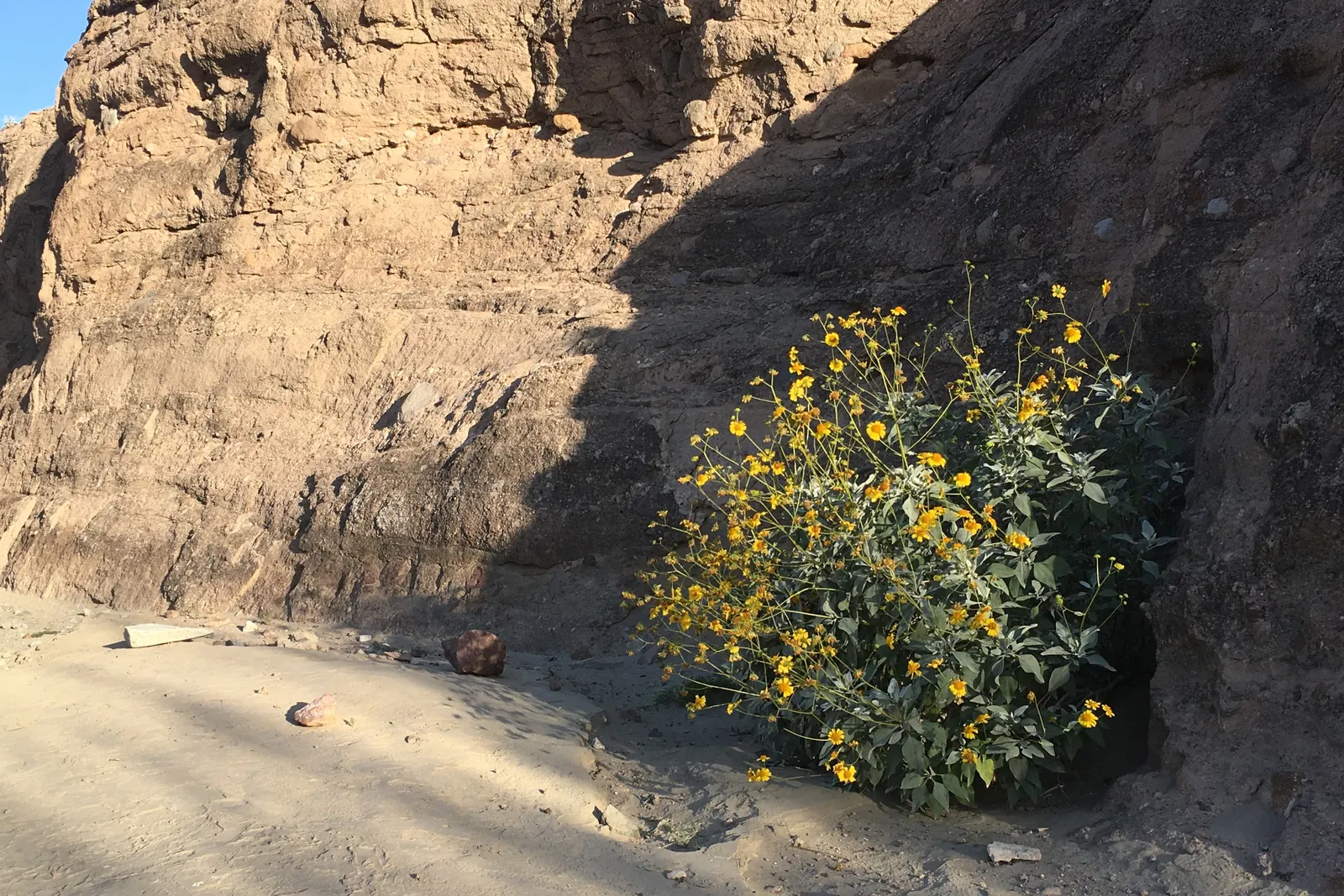 Desert Encelia (Encelia Farinosa) — Springtime yields bright yellow daisy-like flowers, adding a vivid splash to xeriscaped gardens; it‚Äôs a, image 55