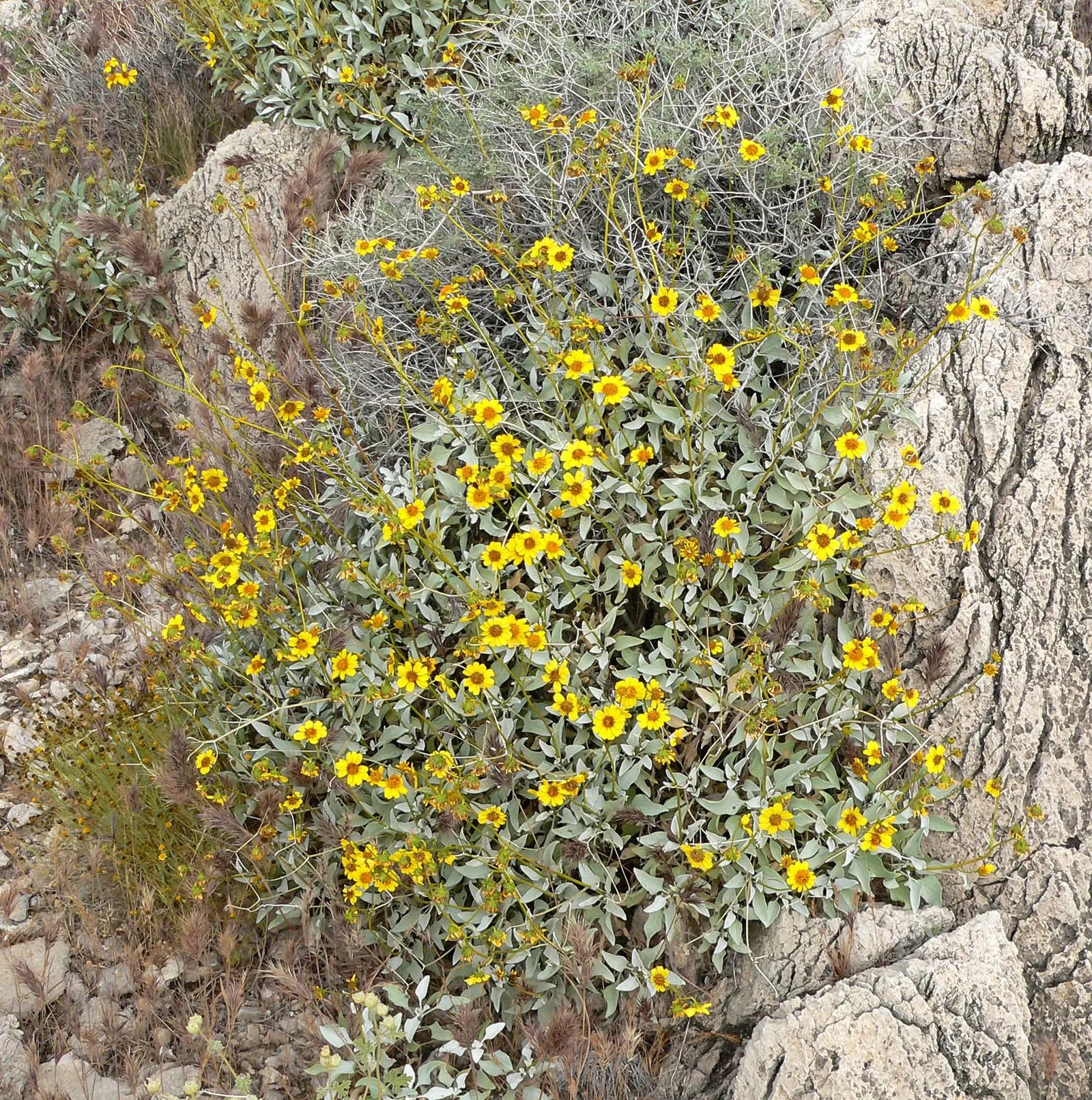 Desert Encelia (Encelia Farinosa) — The Desert Encelia (Encelia farinosa); it boasts silvery-gray foliage reaching up to 3 feet in height and width, image 76