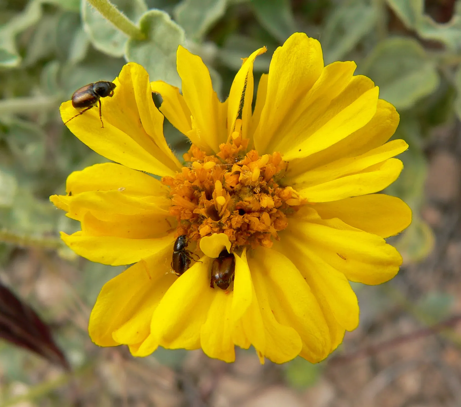 Desert Encelia (Encelia Farinosa) — These blooms stand on tall stems well above the foliage and attract a variety of pollinators; daisy-like, image 92