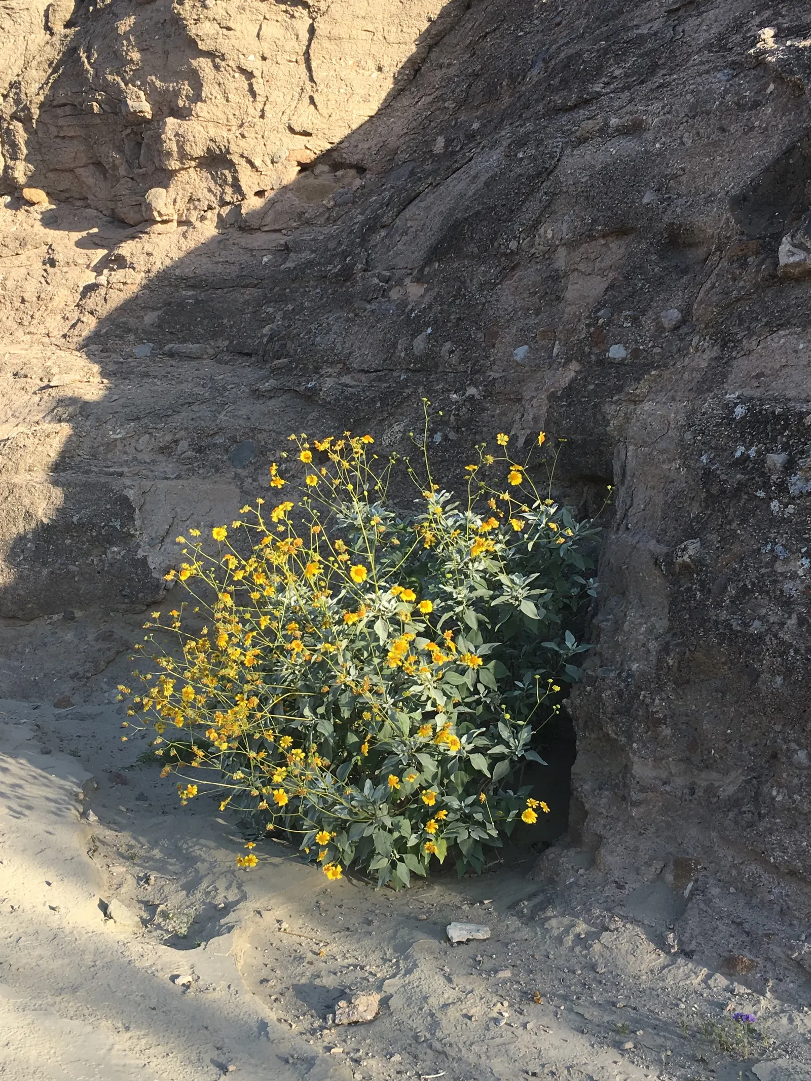 Desert Encelia (Encelia Farinosa) — commonly termed Brittlebush; is a resilient and adaptable shrub native to the Southwestern United States and, image 52