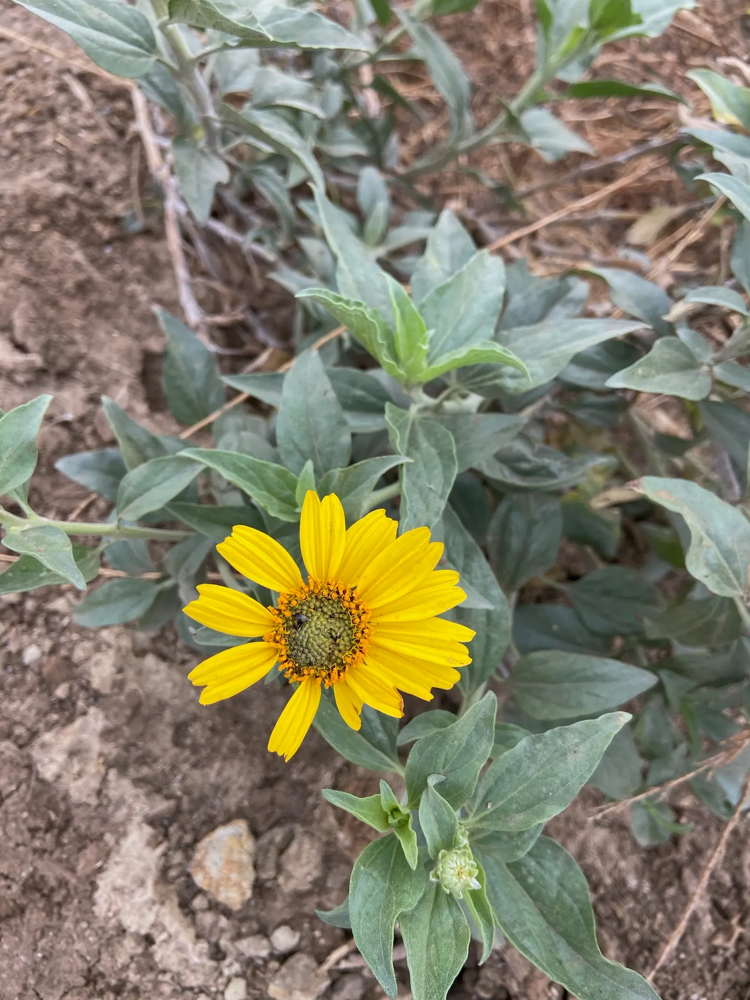 Desert Encelia (Encelia Farinosa) — the leaves are covered with fine hairs that reflect sunlight, image 63