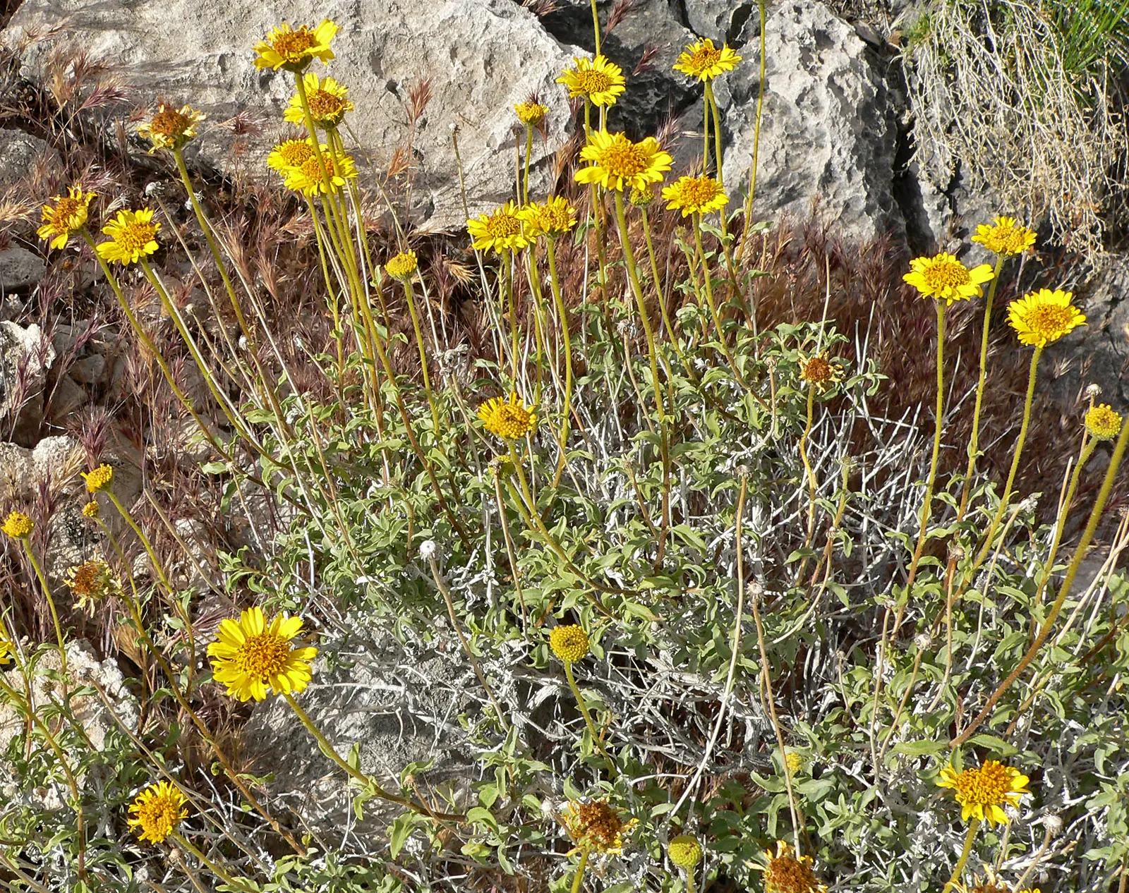 Desert Encelia (Encelia Farinosa) — desert-inspired landscape; the Desert Encelia (Encelia farinosa), image 72