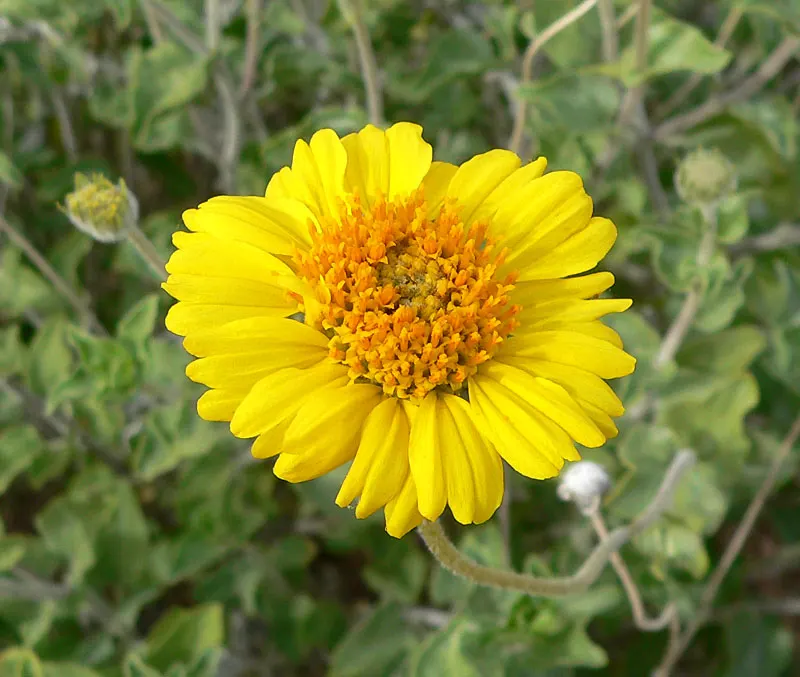 Desert Encelia (Encelia Farinosa) — daisy-like flowers that are approximately 1 to 2 inches in diameter; epitomizing the beauty and toughness of, image 91