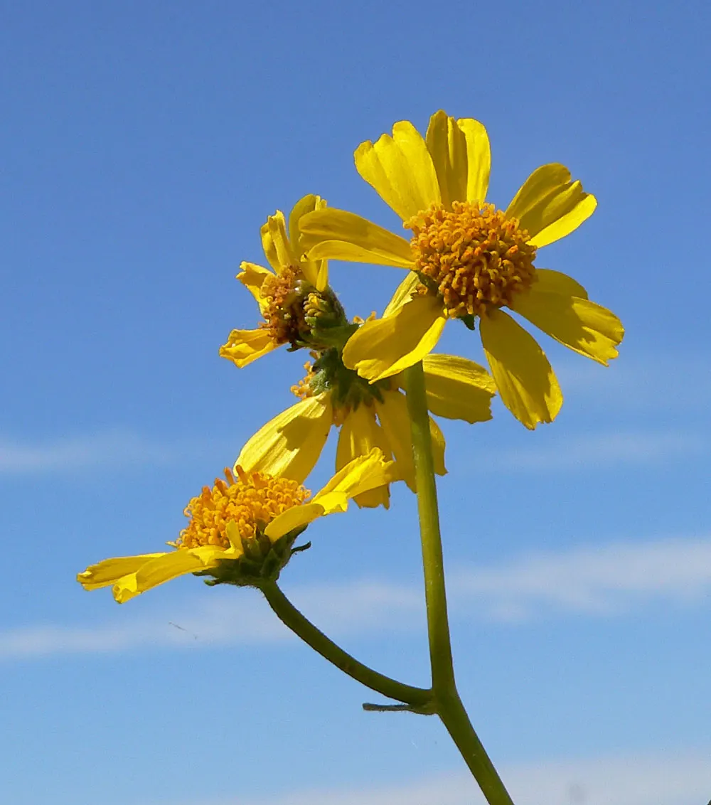 Desert Encelia (Encelia Farinosa) — It thrives in full sun exposure; yellow flowers in the garden, image 93