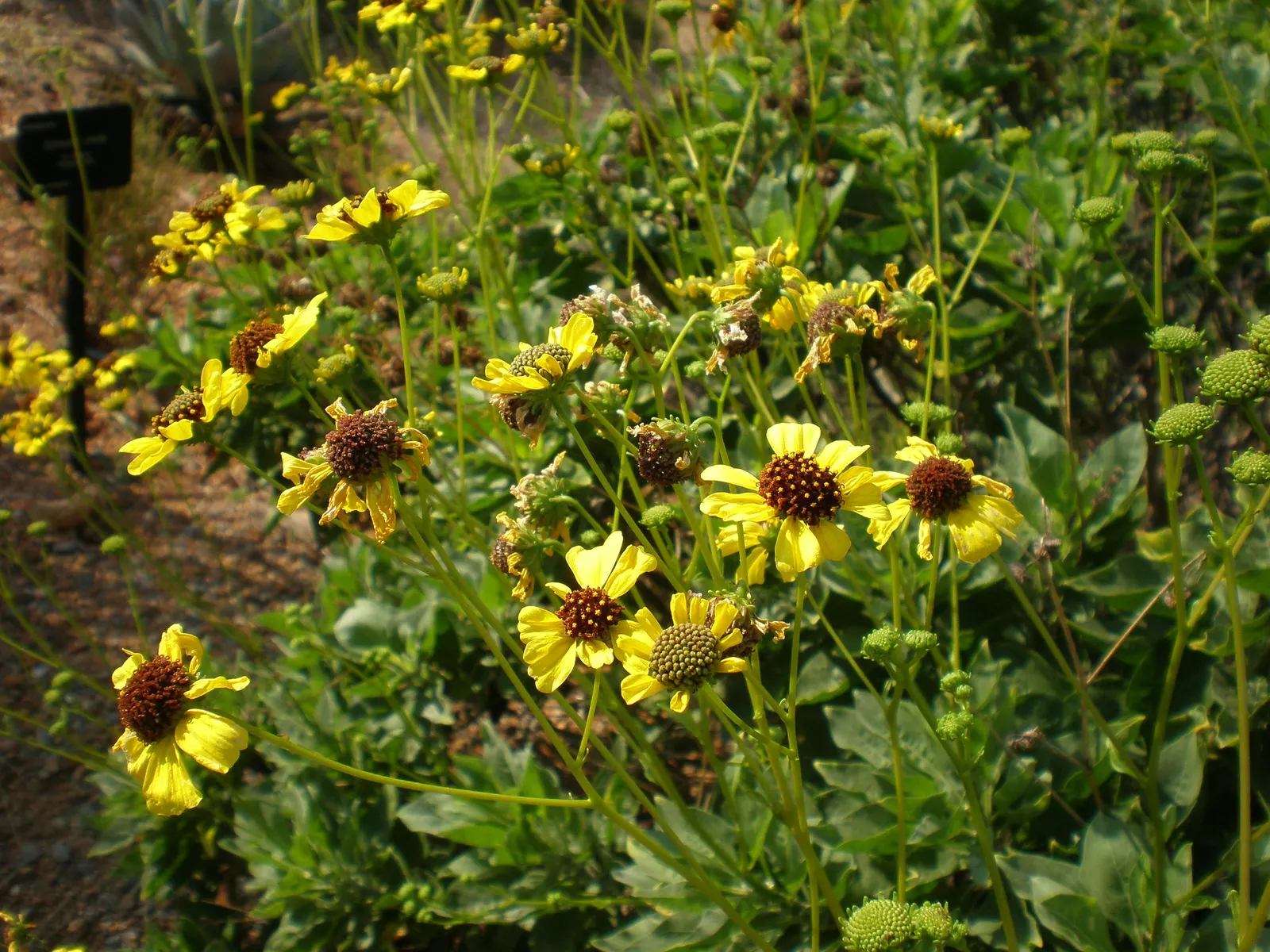 Desert Encelia (Encelia Farinosa) — Preferring full sun and well-draining soils; thus reducing water loss and protecting the plant from the intense, image 56