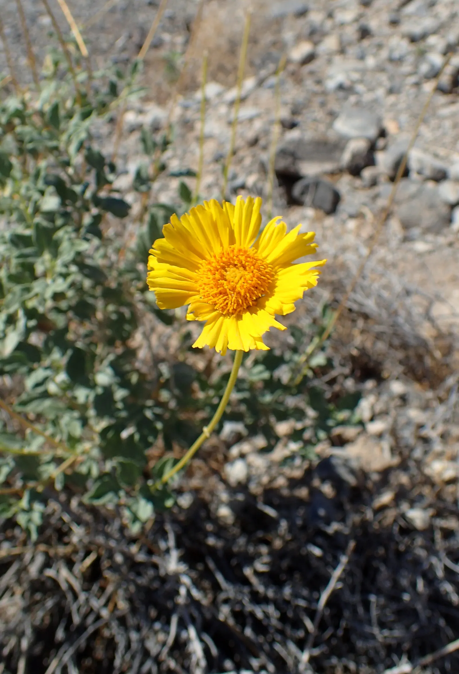Desert Encelia (Encelia Farinosa) — yellow flowers in the garden; requiring minimal water once established, image 73