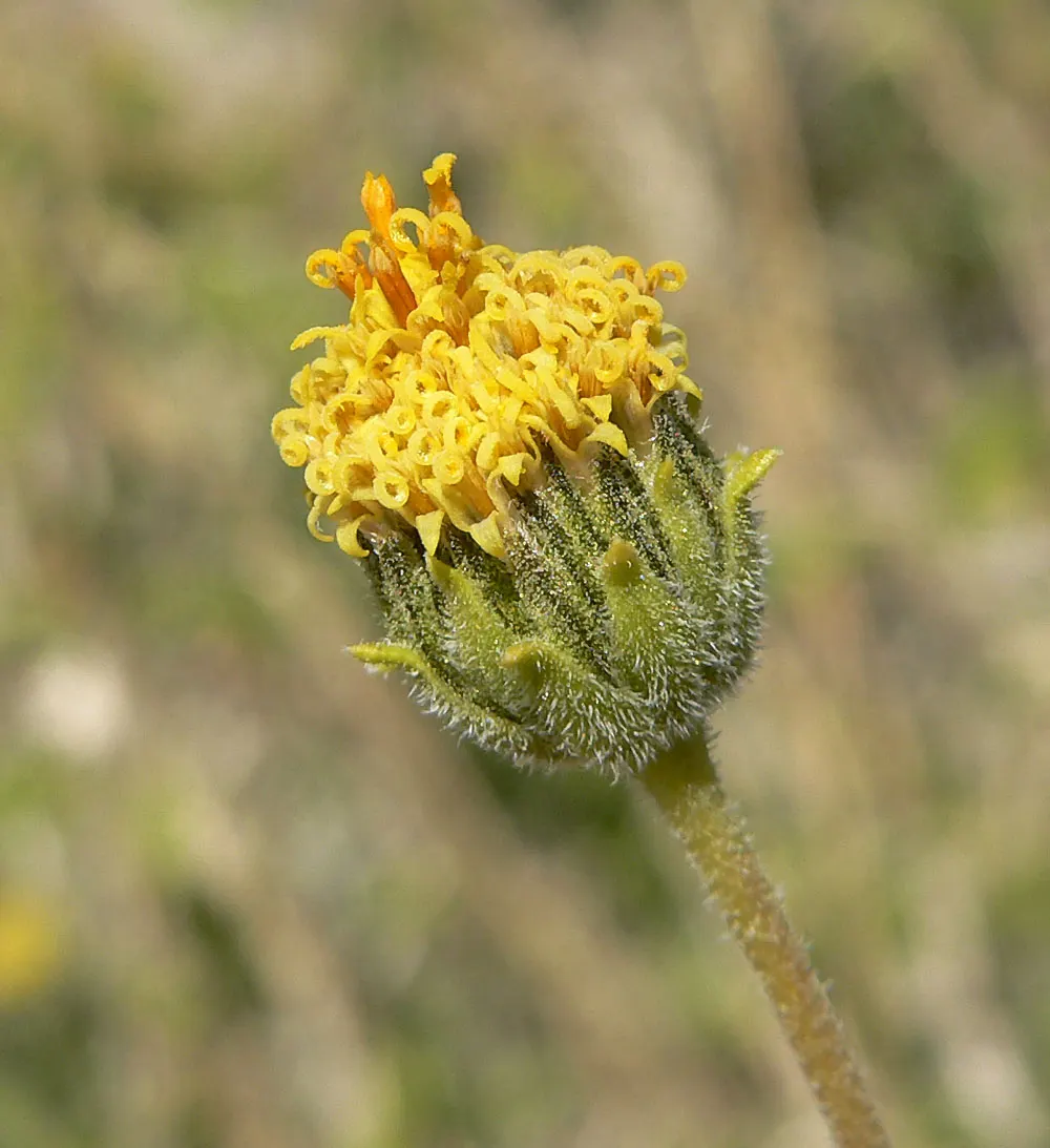 Desert Encelia (Encelia Farinosa) — Desert Encelia blooms from early spring to late summer; commonly termed Brittlebush, image 90