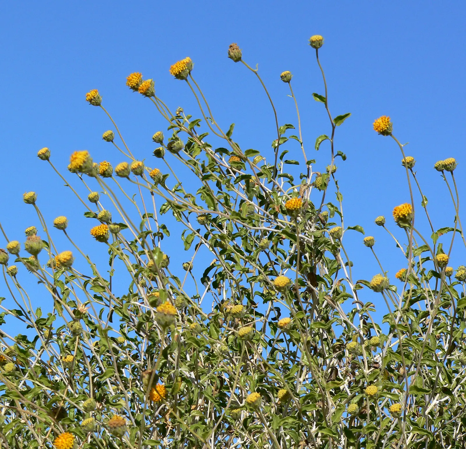 Desert Encelia (Encelia Farinosa) — It boasts silvery-gray foliage reaching up to 3 feet in height and width; shrub for full or half, image 79