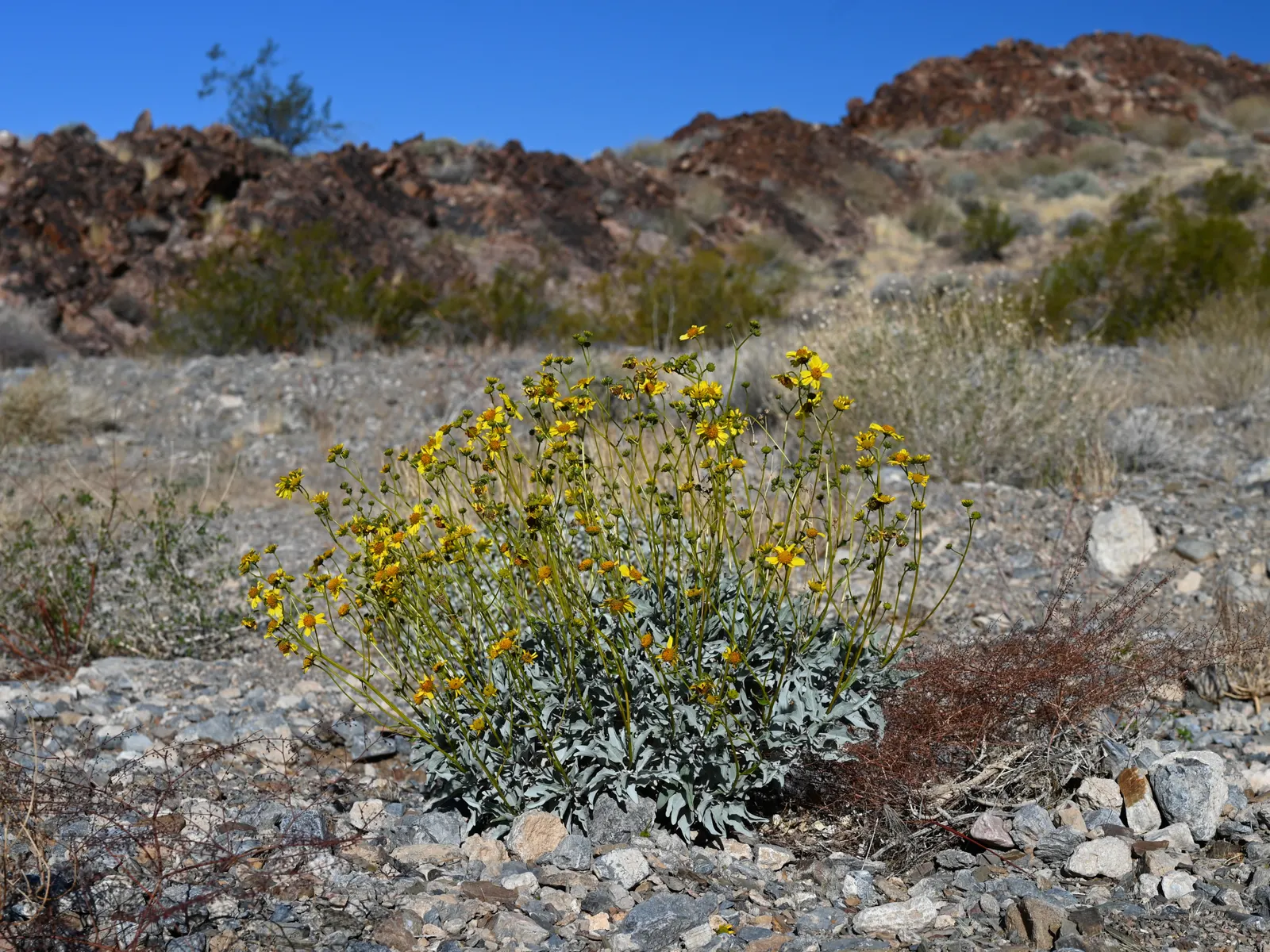 Desert Encelia (Encelia Farinosa) — thus reducing water loss and protecting the plant from the intense desert heat; minimal supplemental watering, image 114