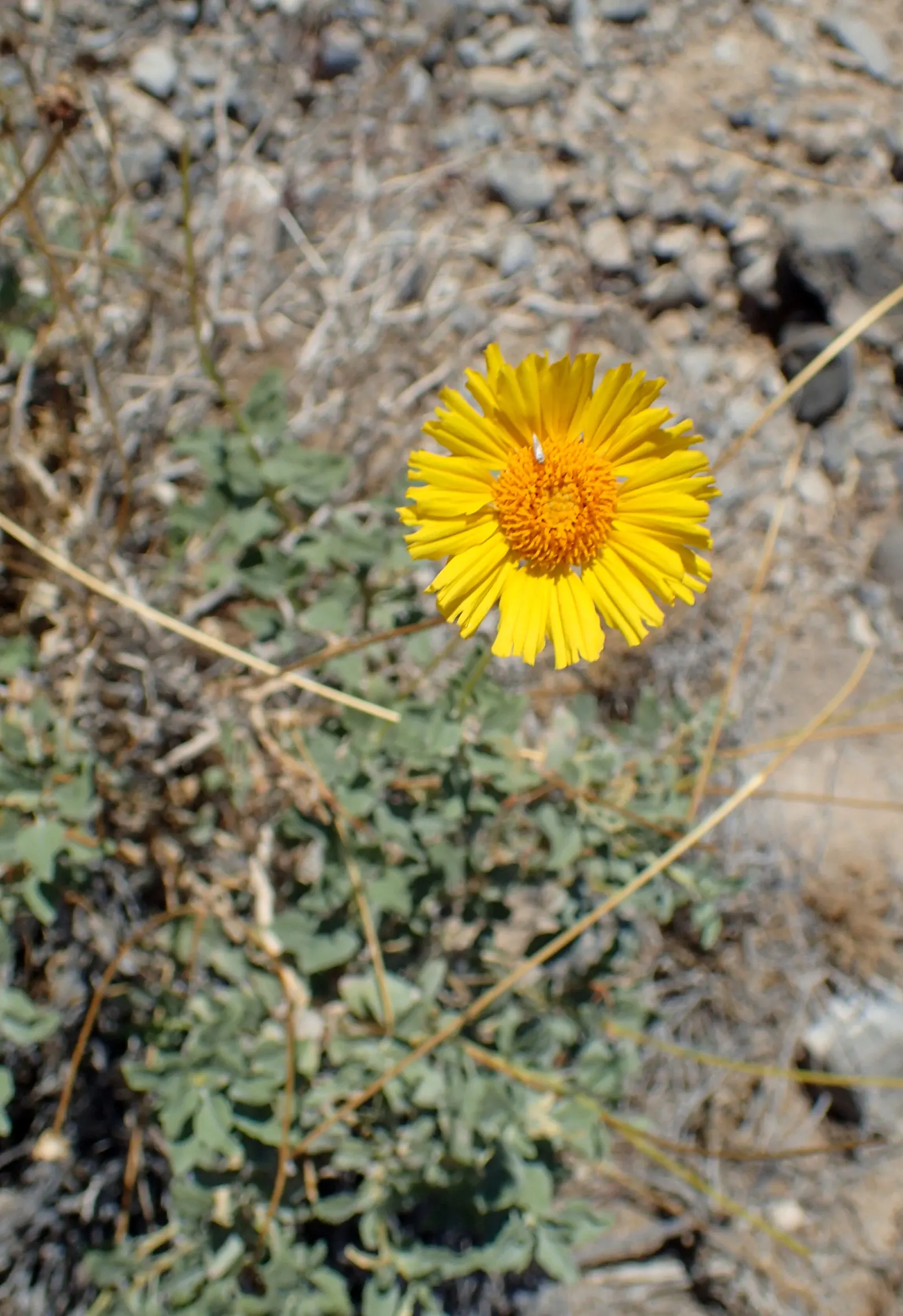 Desert Encelia (Encelia Farinosa) — shrub with yellow blooms; desert Encelia blooms from early spring to late summer, image 74