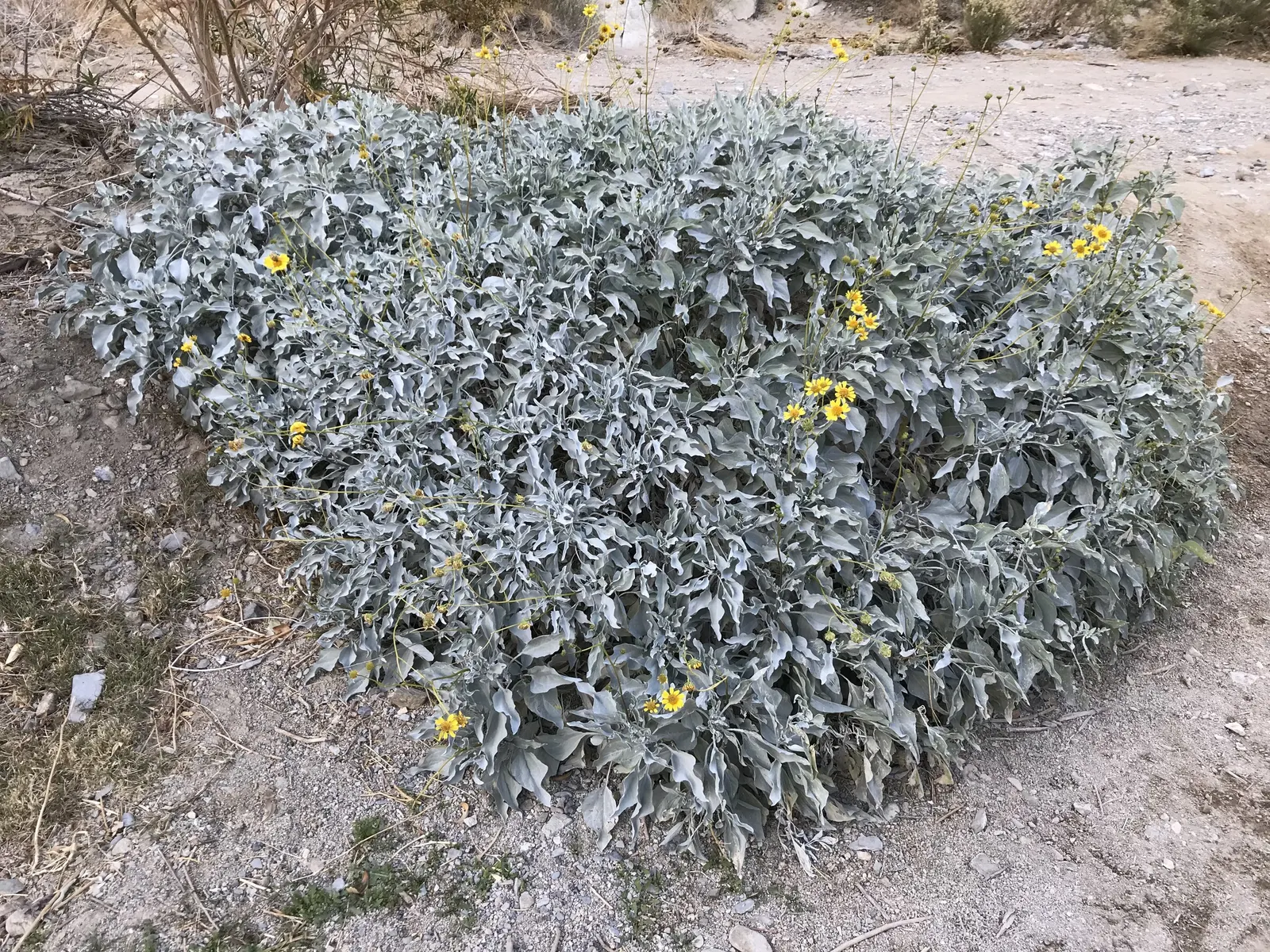 Desert Encelia (Encelia Farinosa) — is a resilient desert shrub thriving in arid climates; it thrives in full sun exposure, image 103