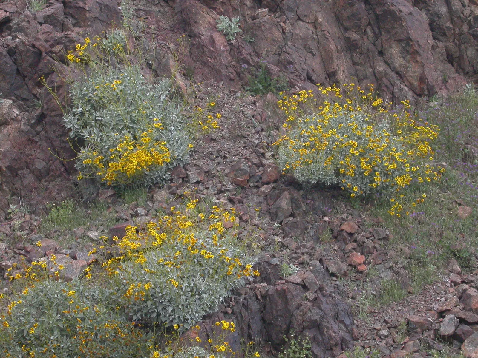 Desert Encelia (Encelia Farinosa) — which can reach heights of 2 to 4 feet with an equal spread; preferring full sun and well-draining soils, image 62