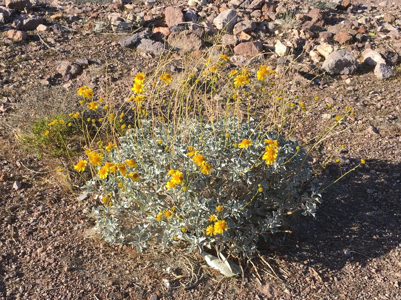 Desert Encelia (Encelia Farinosa) — is a resilient desert shrub thriving in arid climates; it thrives in full sun exposure, image 53