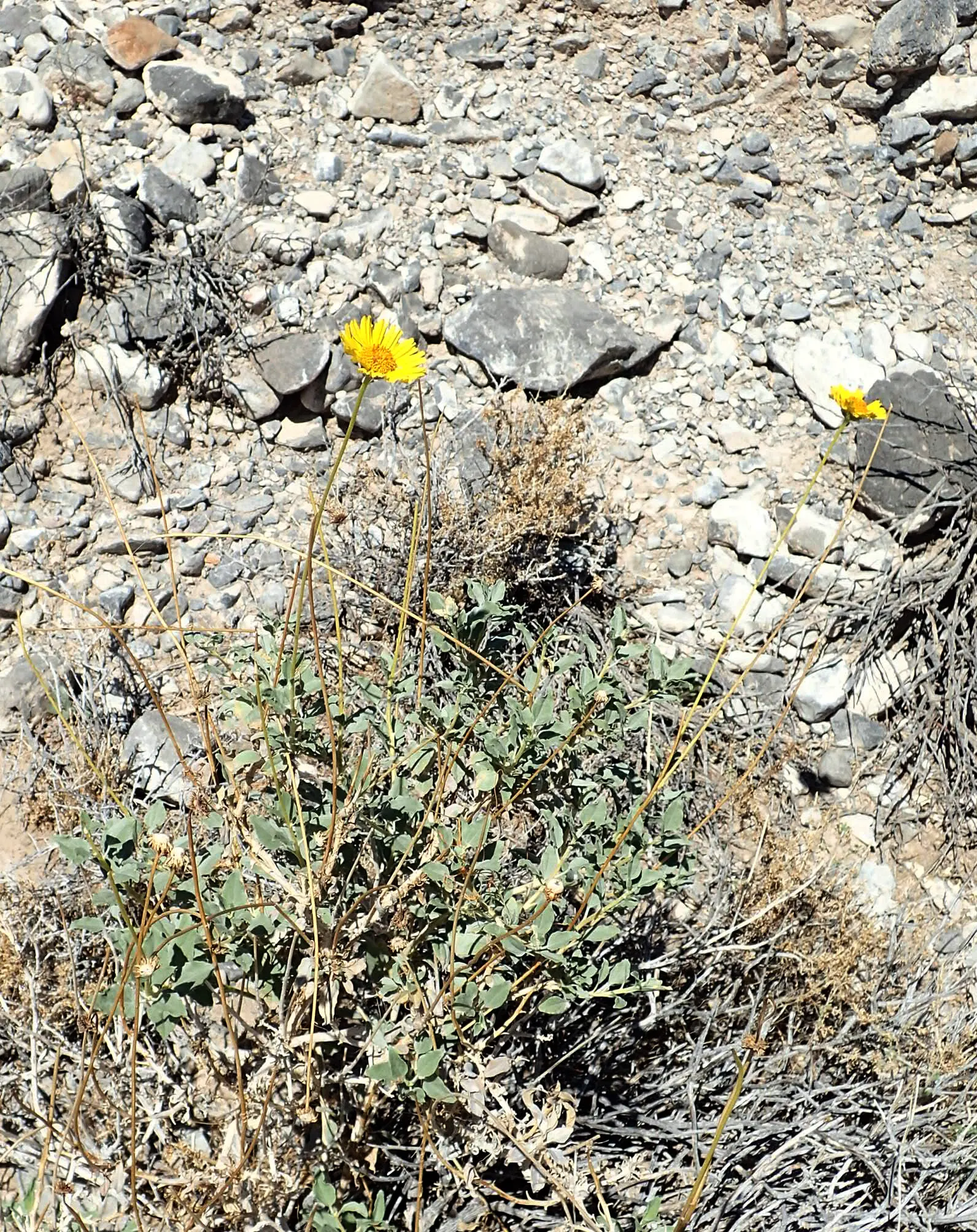 Desert Encelia (Encelia Farinosa) — the Desert Encelia is an excellent choice for gardeners aiming for a natural; requiring at least 6 hours of, image 71