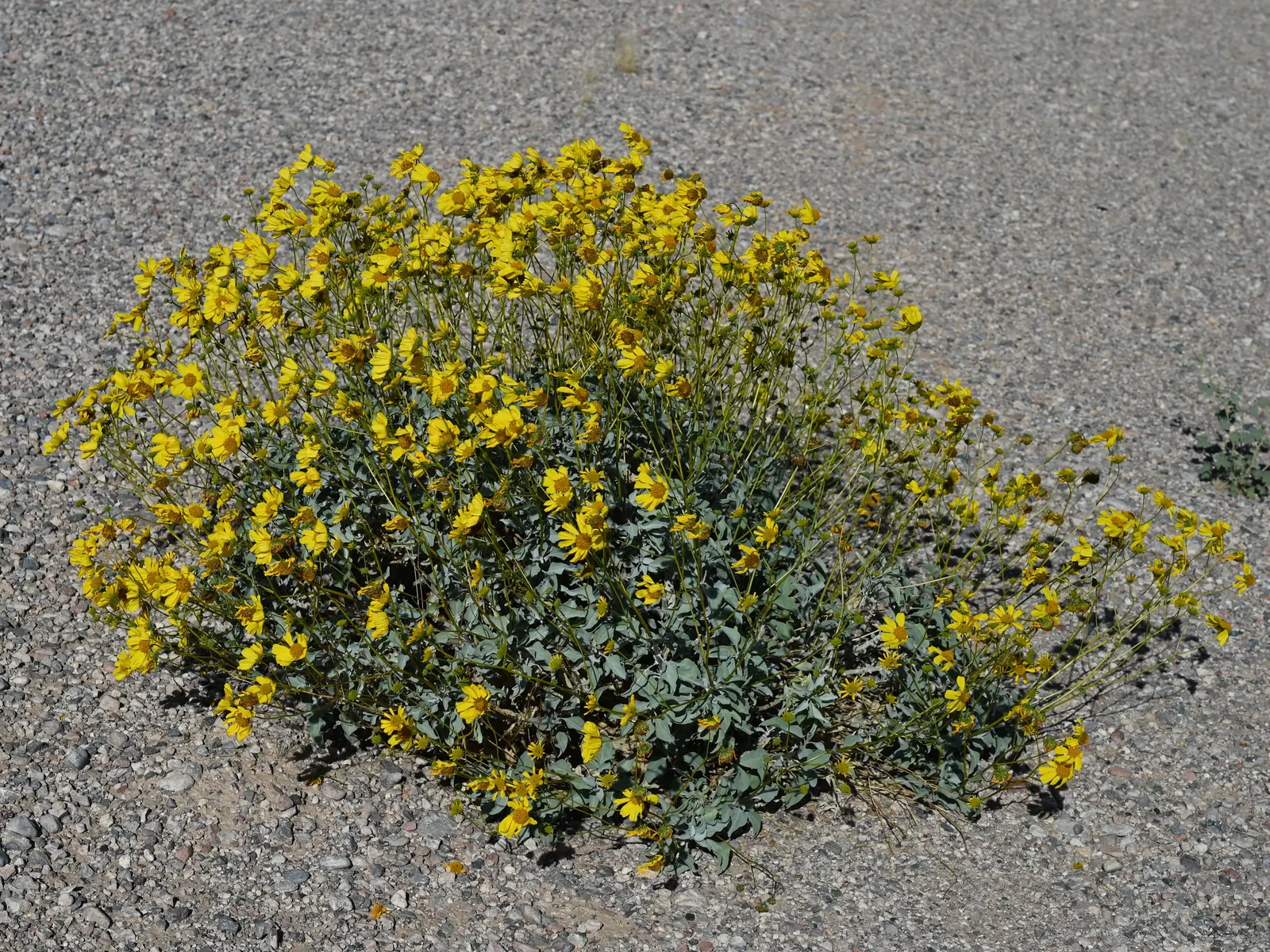 Desert Encelia (Encelia Farinosa) — the leaves are covered with fine hairs that reflect sunlight, image 113