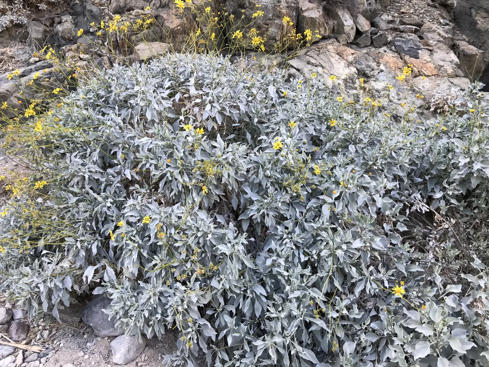 Desert Encelia (Encelia Farinosa) — These blooms stand on tall stems well above the foliage and attract a variety of pollinators; daisy-like, image 67