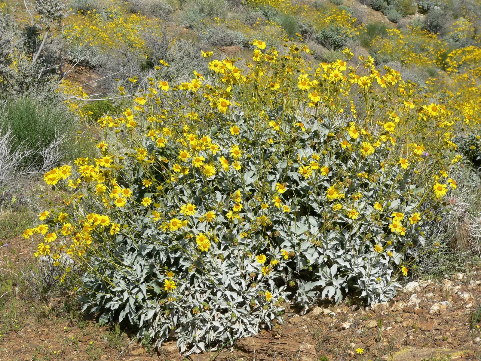 Desert Encelia (Encelia Farinosa) — is a resilient desert shrub thriving in arid climates; it thrives in full sun exposure, image 78