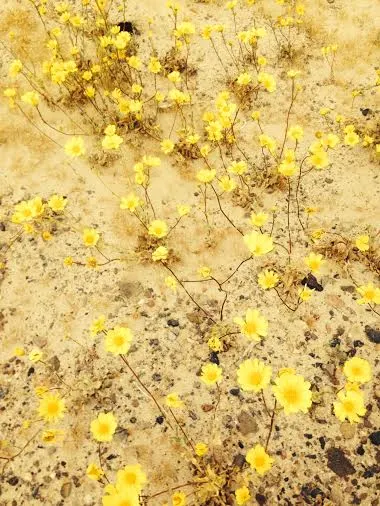 Desert Encelia (Encelia Farinosa) — the leaves are covered with fine hairs that reflect sunlight, image 88