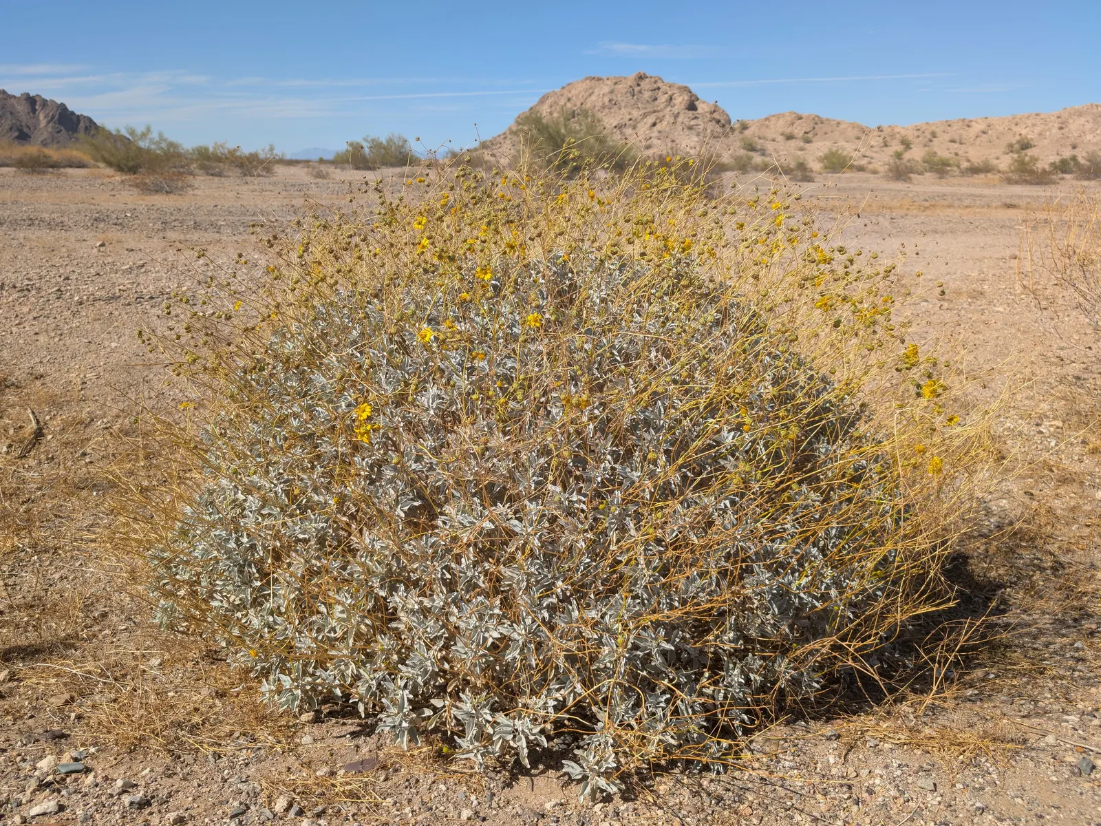 Desert Encelia (Encelia Farinosa) — shrub with yellow blooms; desert Encelia blooms from early spring to late summer