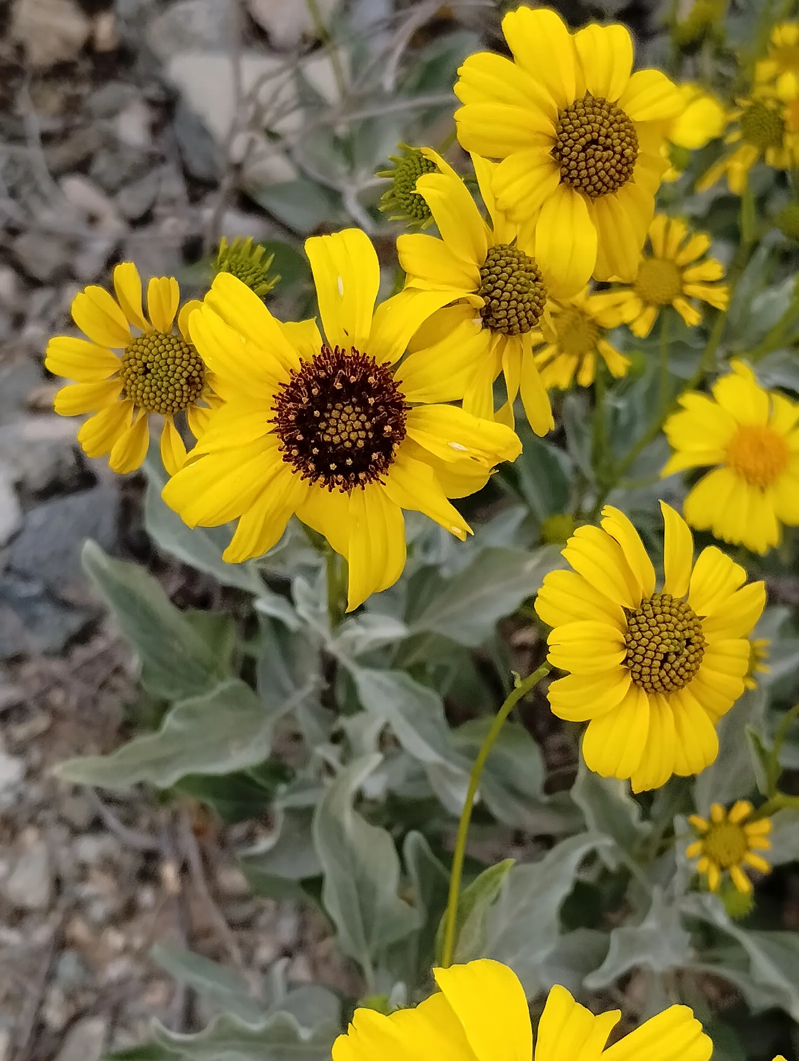 Desert Encelia (Encelia Farinosa) — The Desert Encelia (Encelia farinosa); it boasts silvery-gray foliage reaching up to 3 feet in height and width, image 51