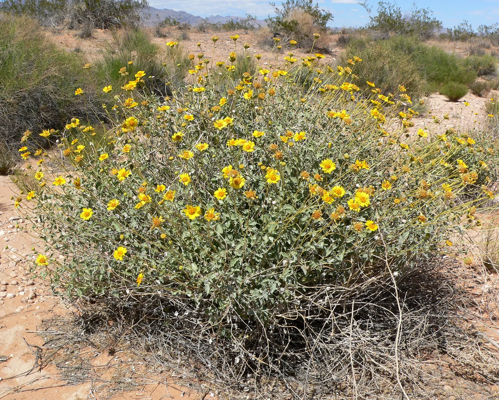 Desert Encelia (Encelia Farinosa) — requiring at least 6 hours of direct sunlight a day to ensure optimal growth and flowering; springtime yields, image 94