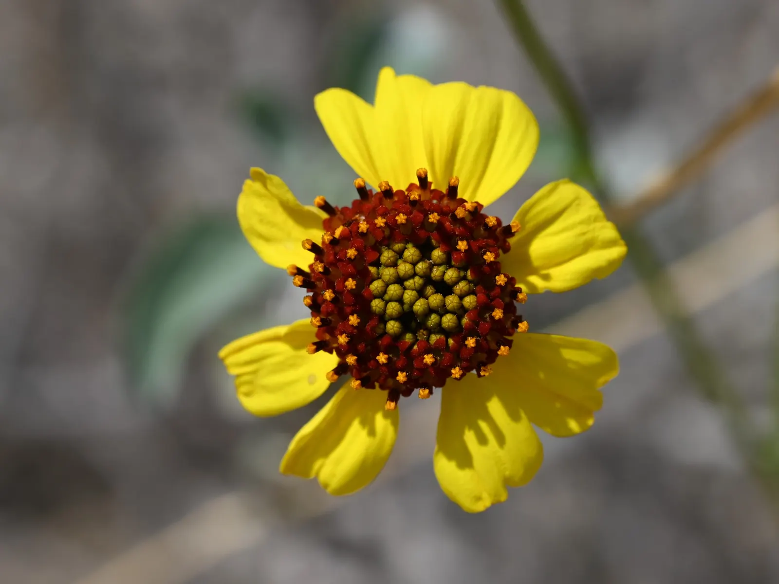 Desert Encelia (Encelia Farinosa) — is a resilient and adaptable shrub native to the Southwestern United States and Northern Mexico; shrub with, image 111