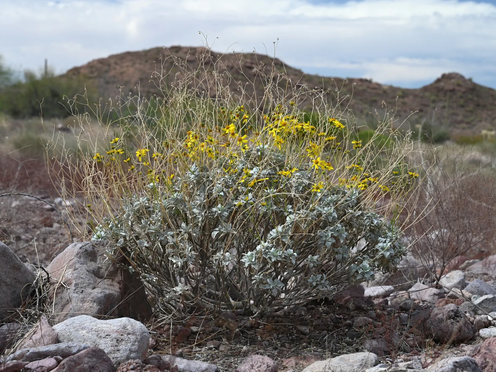 Desert Encelia (Encelia Farinosa) — the Desert Encelia is an excellent choice for gardeners aiming for a natural; requiring at least 6 hours of direct sunlight