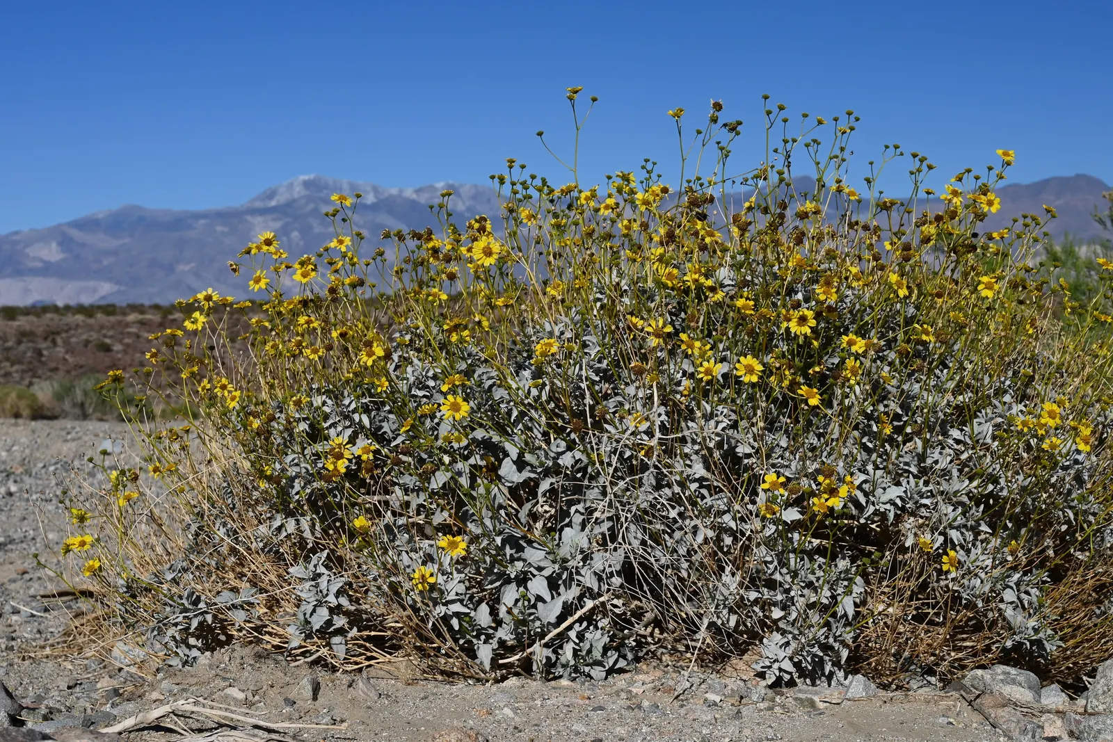 Desert Encelia (Encelia Farinosa) — requiring at least 6 hours of direct sunlight a day to ensure optimal growth and flowering; springtime yields bright yellow