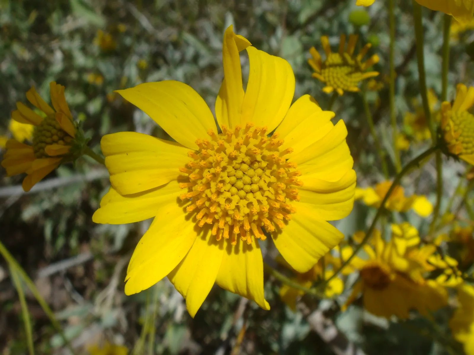 Desert Encelia (Encelia Farinosa) — requiring minimal water once established; is a resilient desert shrub thriving in arid climates, image 83