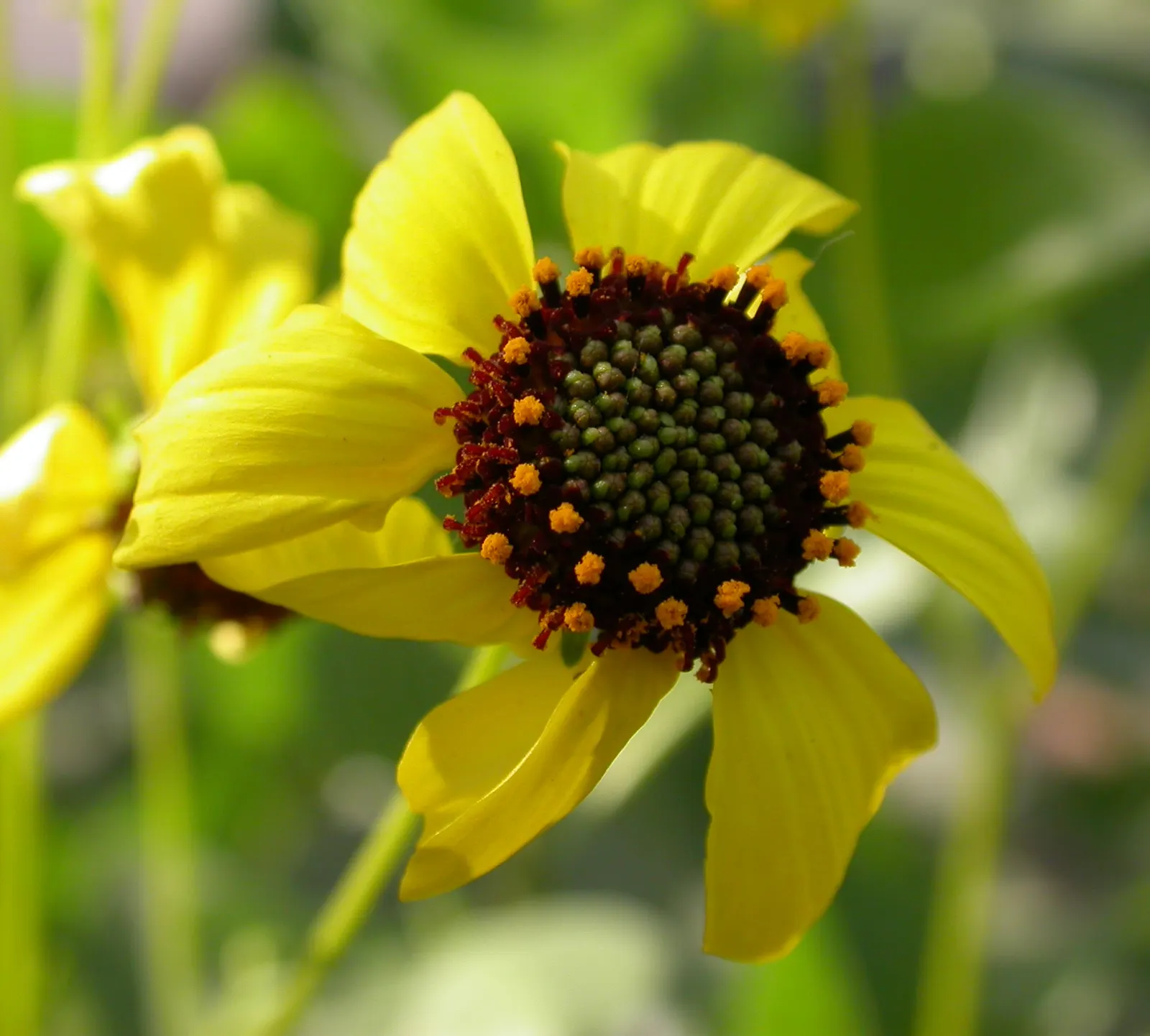 Desert Encelia (Encelia Farinosa) — is a resilient and adaptable shrub native to the Southwestern United States and Northern Mexico; shrub with, image 86