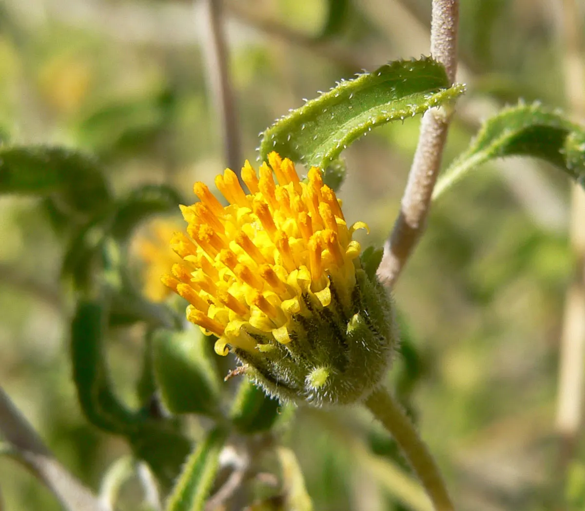 Desert Encelia (Encelia Farinosa) — Minimal supplemental watering is necessary once established, showcasing its drought-tolerant characteristics, image 95