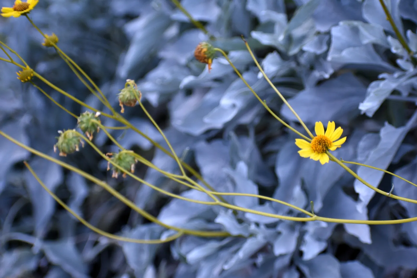 Desert Encelia (Encelia Farinosa) — It thrives in full sun exposure; yellow flowers in the garden, image 68