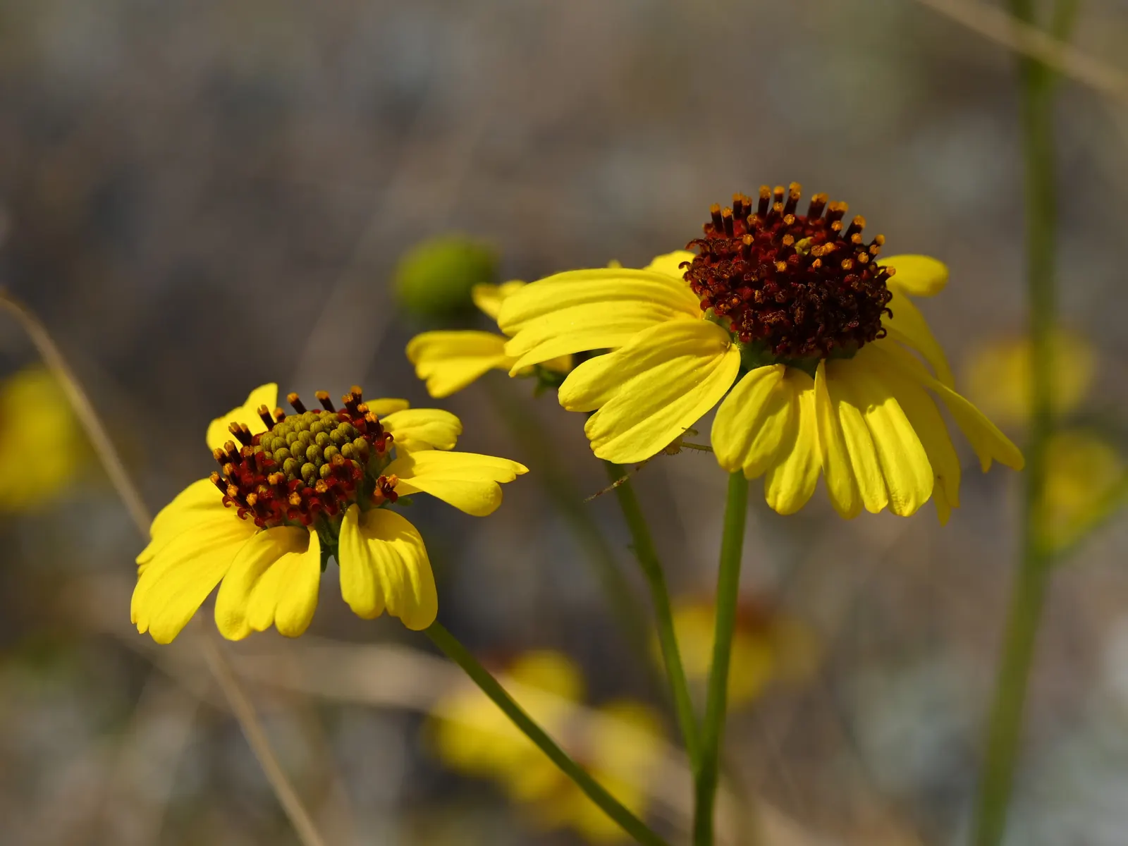 Desert Encelia (Encelia Farinosa) — daisy-like flowers that are approximately 1 to 2 inches in diameter; epitomizing the beauty and toughness of, image 116