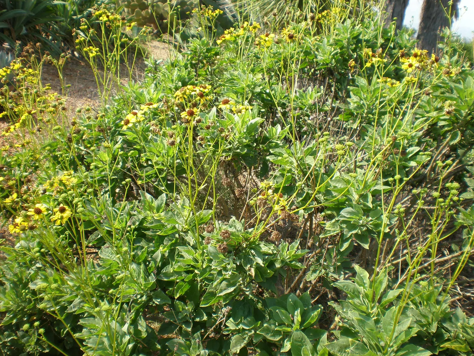 Desert Encelia (Encelia Farinosa) — It boasts silvery-gray foliage reaching up to 3 feet in height and width; shrub for full or half, image 54