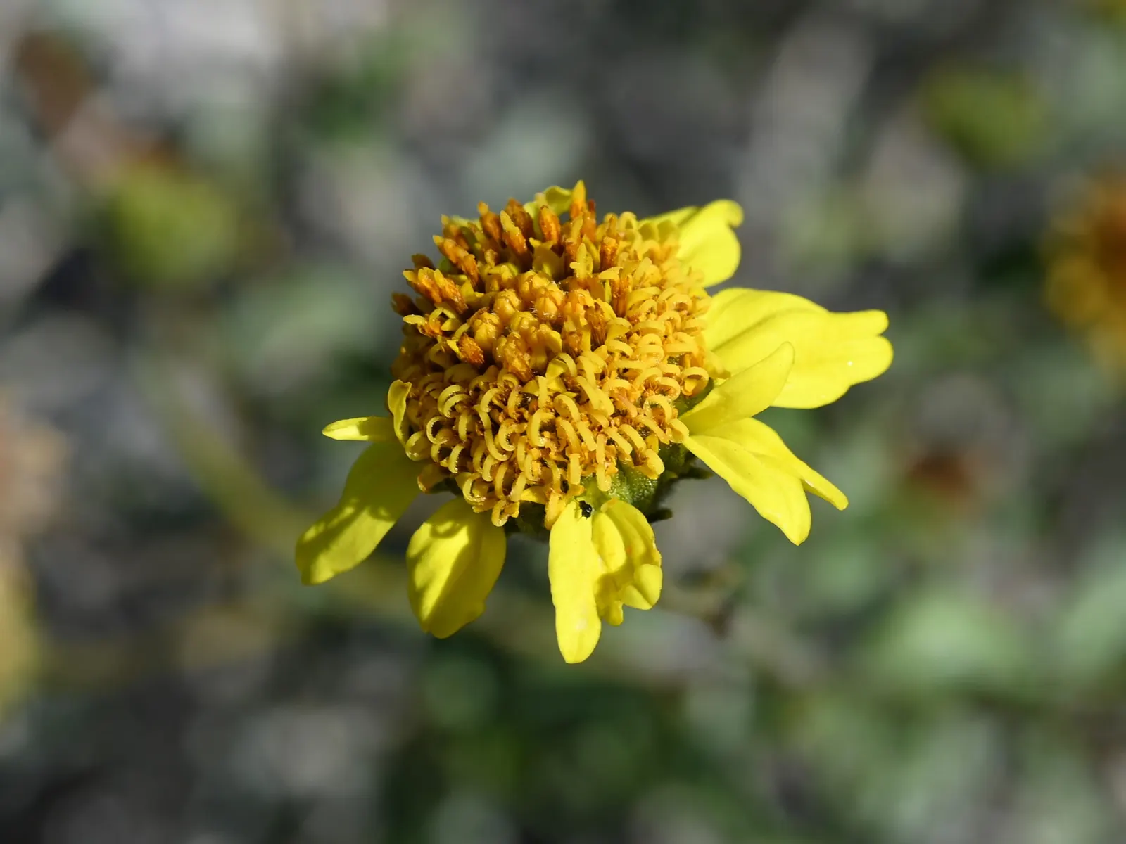 Desert Encelia (Encelia Farinosa) — which can reach heights of 2 to 4 feet with an equal spread; preferring full sun and well-draining soils, image 112