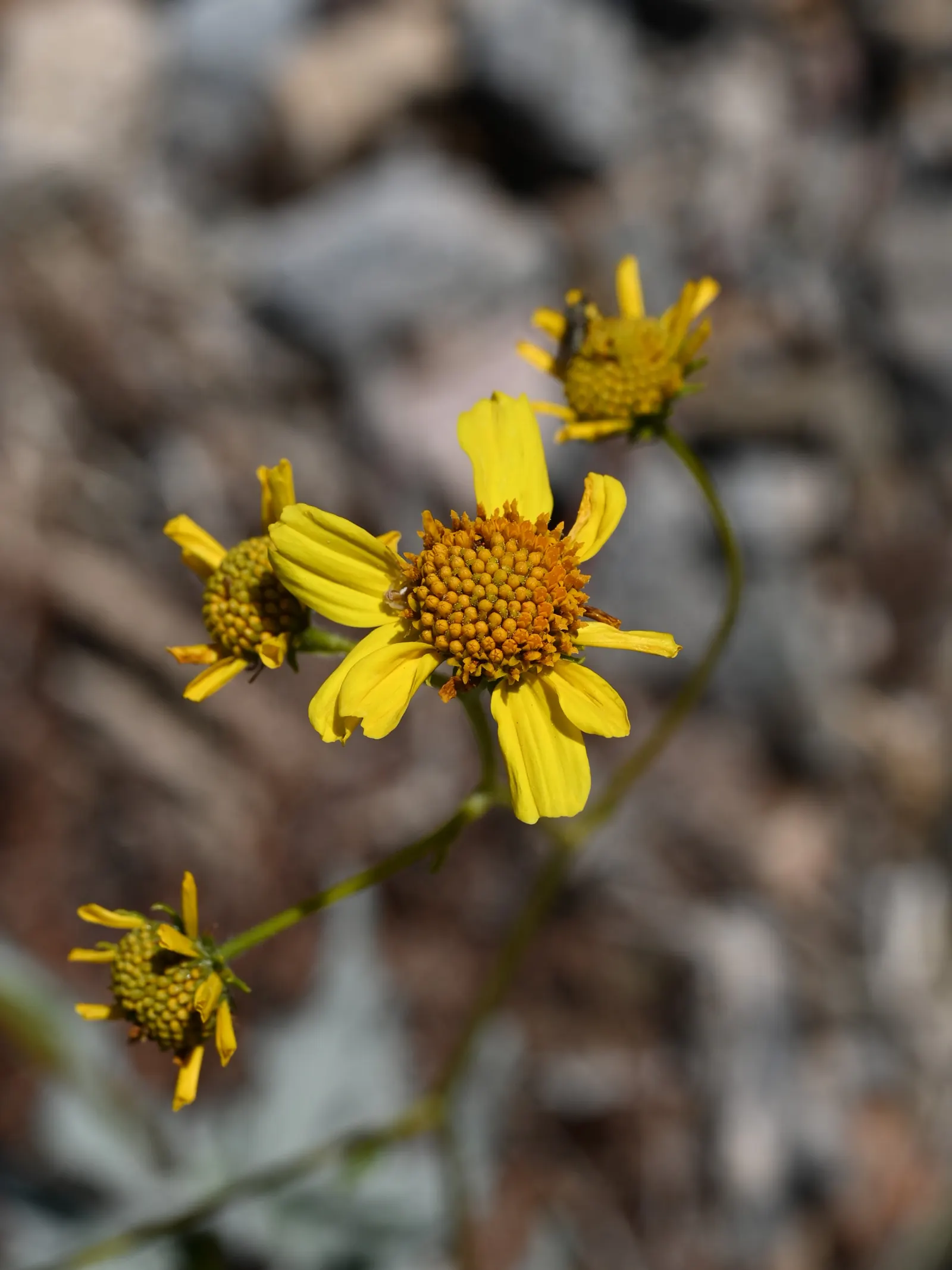 Desert Encelia (Encelia Farinosa) — yellow flowers in the garden; requiring minimal water once established