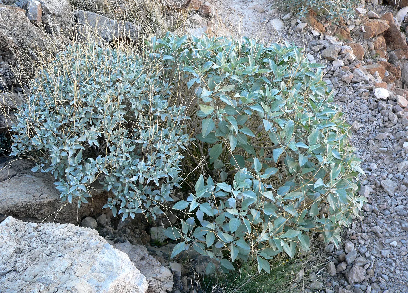 Desert Encelia (Encelia Farinosa) — requiring minimal water once established; is a resilient desert shrub thriving in arid climates, image 58