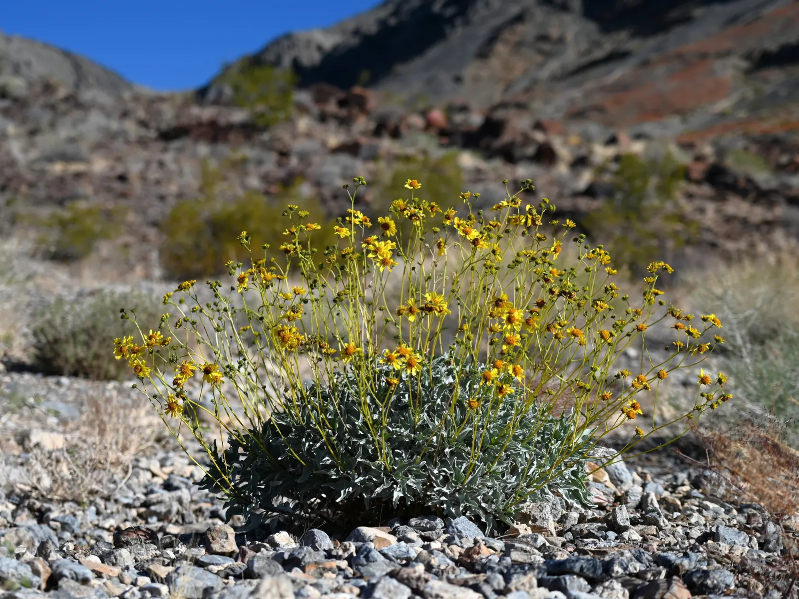 Desert Encelia (Encelia Farinosa) — commonly termed Brittlebush