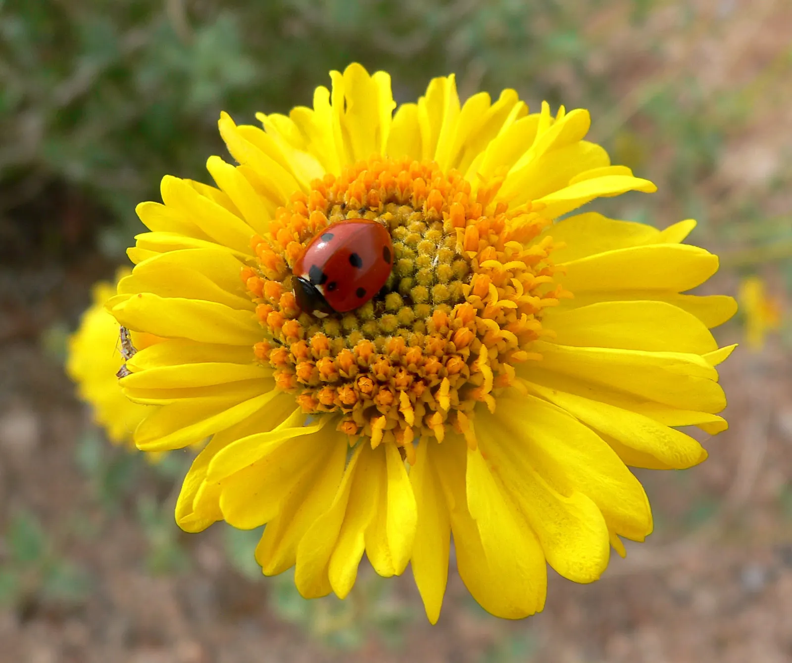 Desert Encelia (Encelia Farinosa) — desert-inspired landscape; the Desert Encelia (Encelia farinosa), image 97