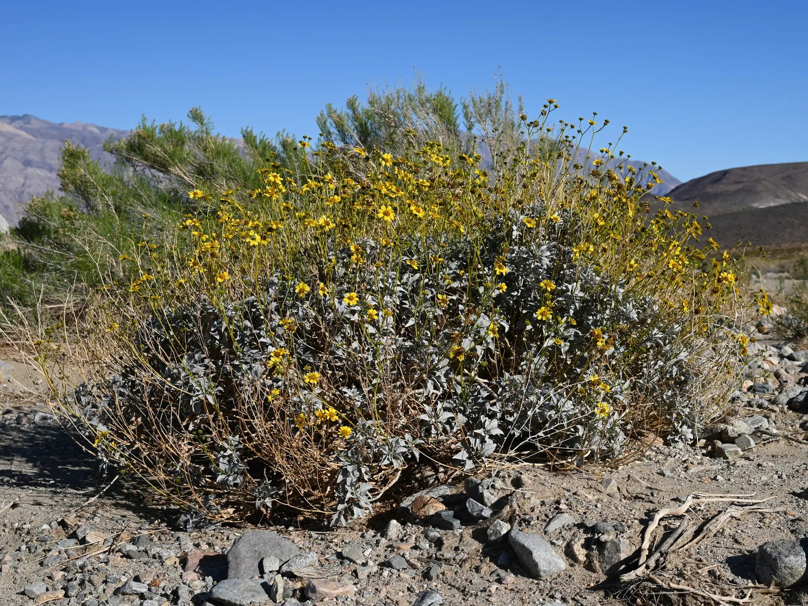 Desert Encelia (Encelia Farinosa) — shrub for full or half; desert-inspired landscape