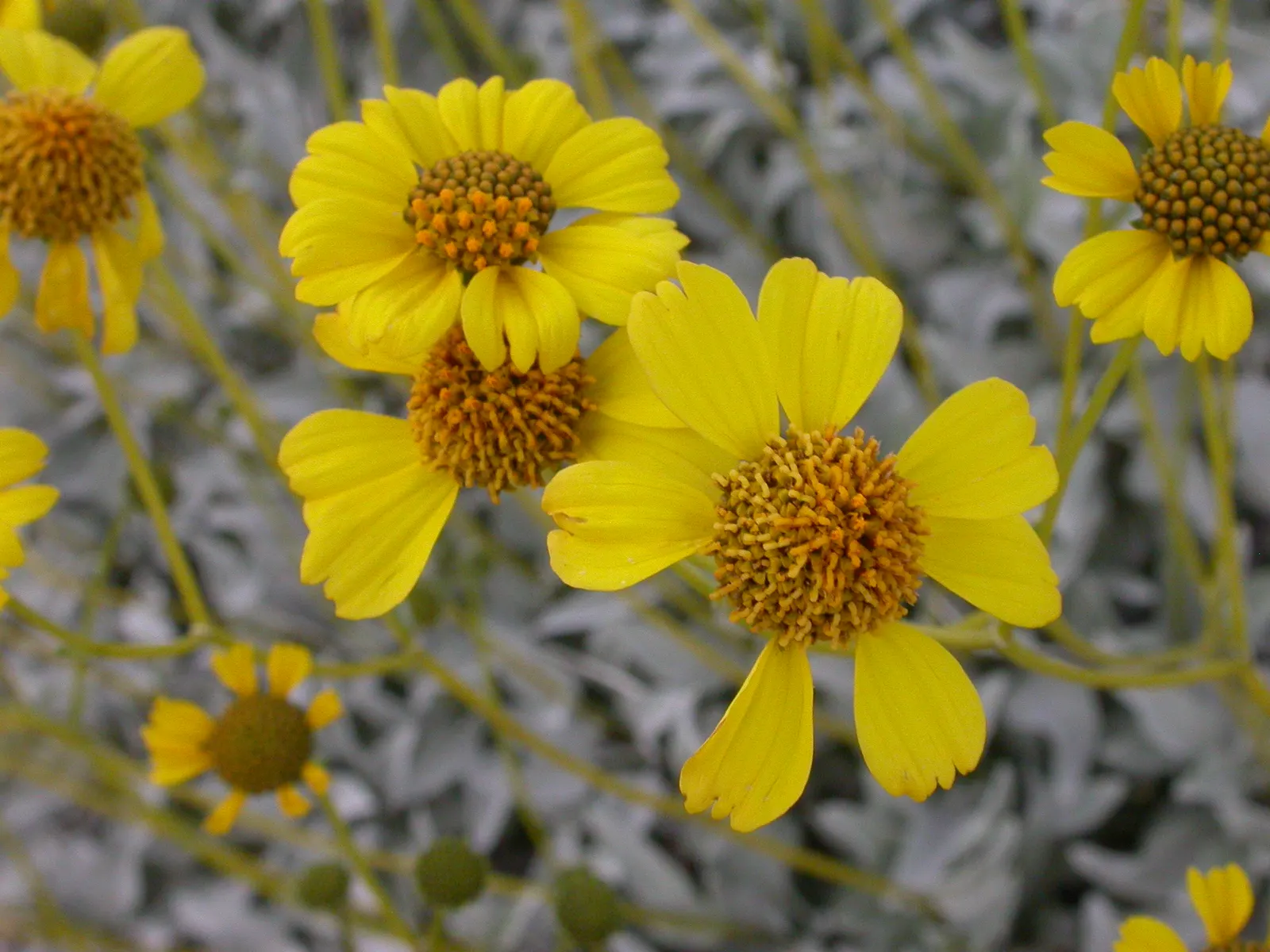 Desert Encelia (Encelia Farinosa) — the Desert Encelia is an excellent choice for gardeners aiming for a natural; requiring at least 6 hours of, image 96