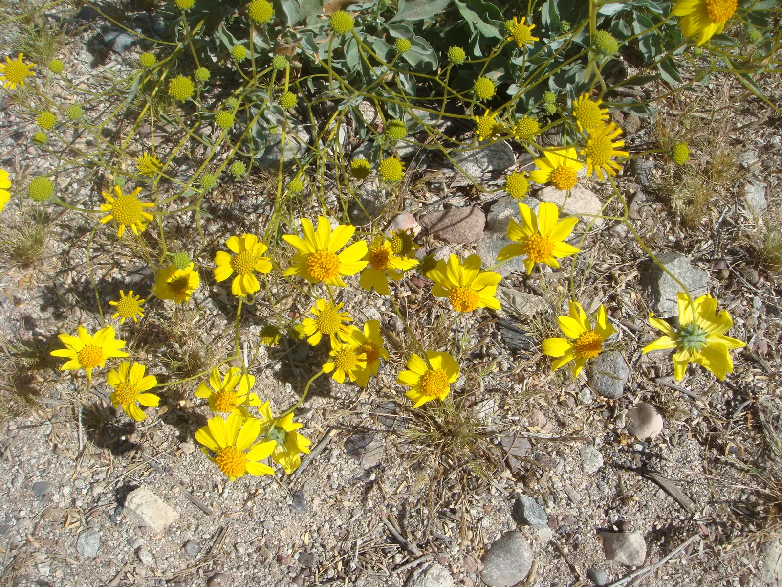 Desert Encelia (Encelia Farinosa) — is a resilient and adaptable shrub native to the Southwestern United States and Northern Mexico; shrub with, image 61