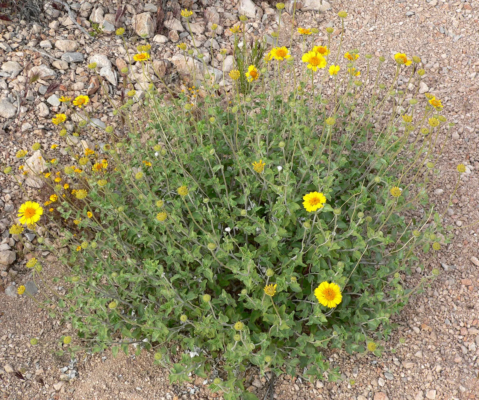 Desert Encelia (Encelia Farinosa) — Preferring full sun and well-draining soils; thus reducing water loss and protecting the plant from the intense, image 81
